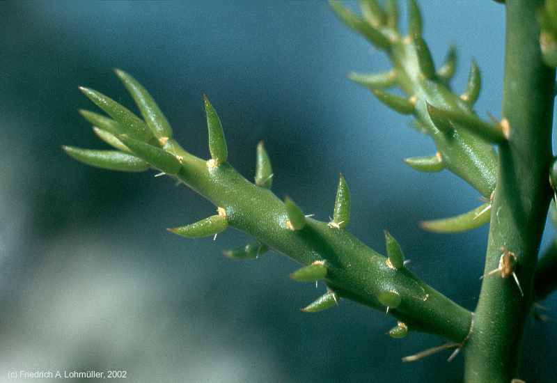 Opuntia leptocaulis DC., synonym: Cylindropuntia leptocaulis (DC.) KNUTH