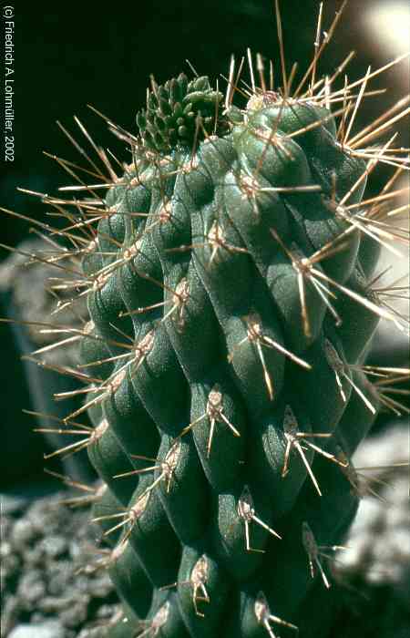 Opuntia fulgida<br> v.mammillata f.monstrosa