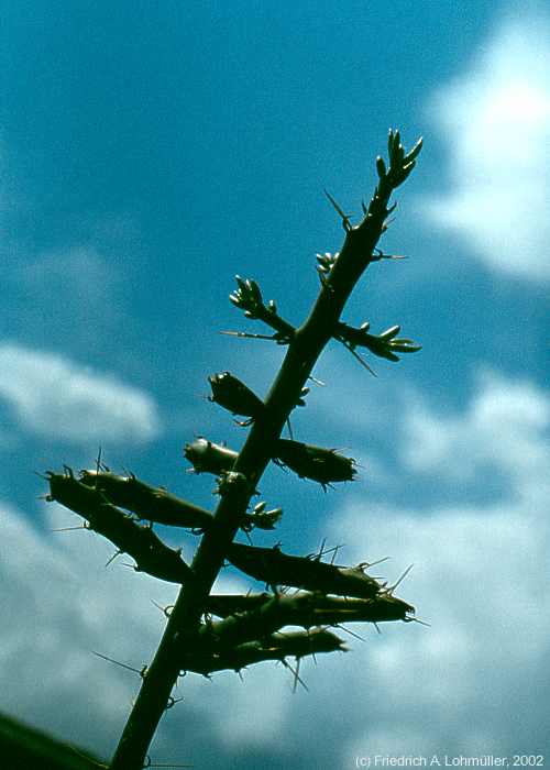 Opuntia leptocaulis DC., synonym: Cylindropuntia leptocaulis (DC.) KNUTH