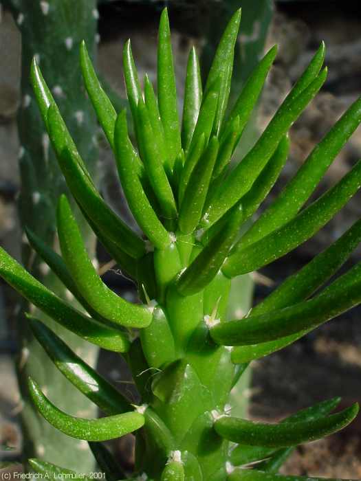 Austrocylindropuntia subulata, Opuntia subulata