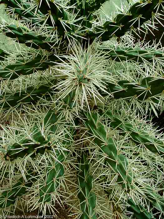 Opuntia imbricata (HAW.) D.C.