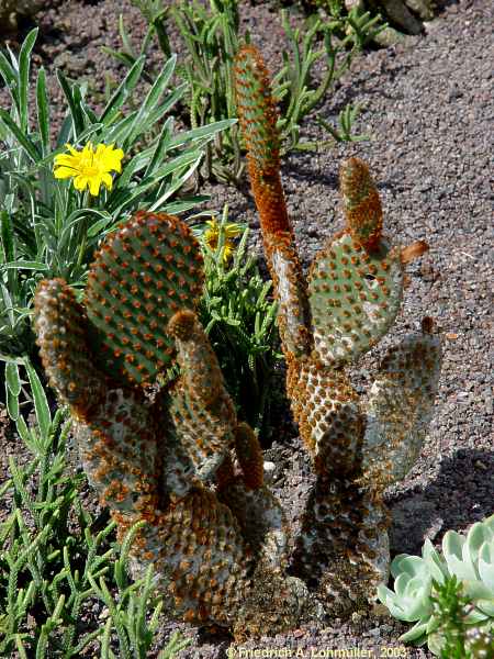 Opuntia microdasys