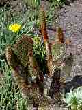 Opuntia microdasys