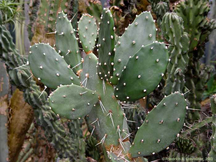 Opuntia 