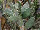 Opuntia species