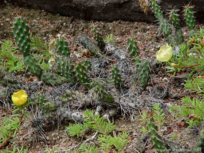 Opuntia  fragilis