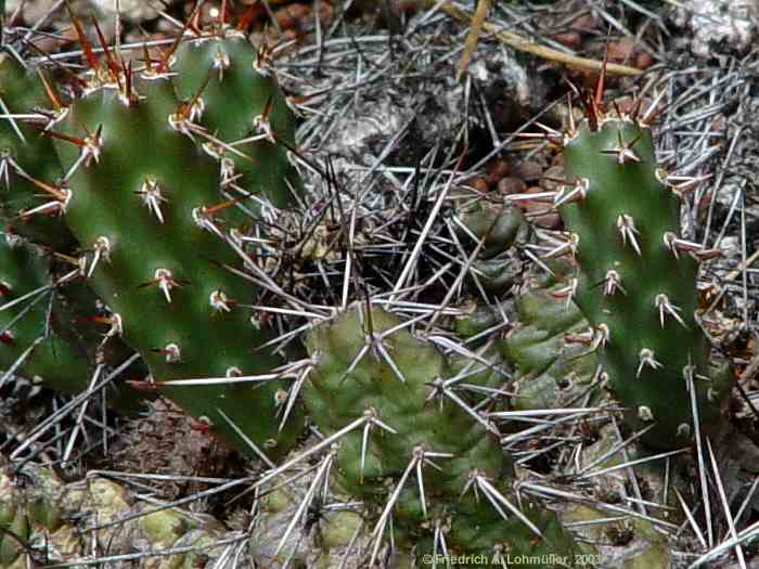 Opuntia fragilis