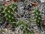 Opuntia fragilis