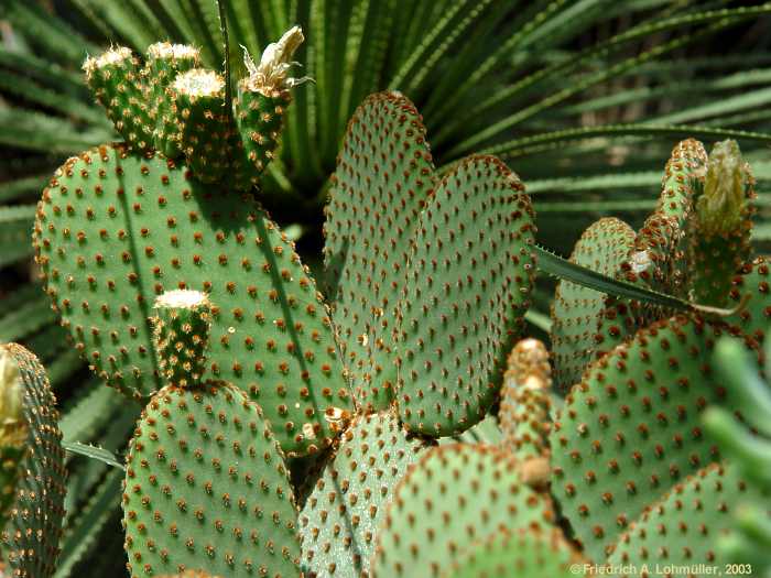 Opuntia microdasys