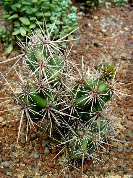 Grusonia emoryi = Grusonia stanlyi = Corynopuntia stanlyi = Opuntia emoryi = Opuntia stanlyi