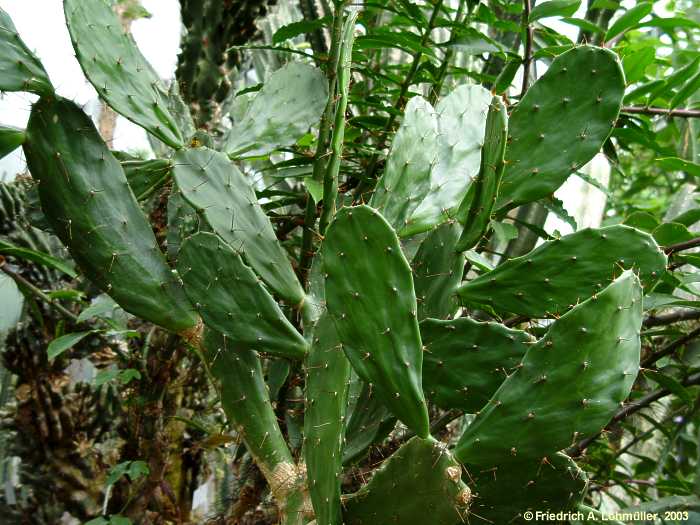 Opuntia schumannii