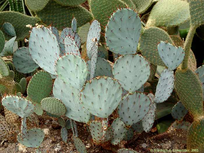 Opuntia species