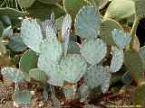 Opuntia species