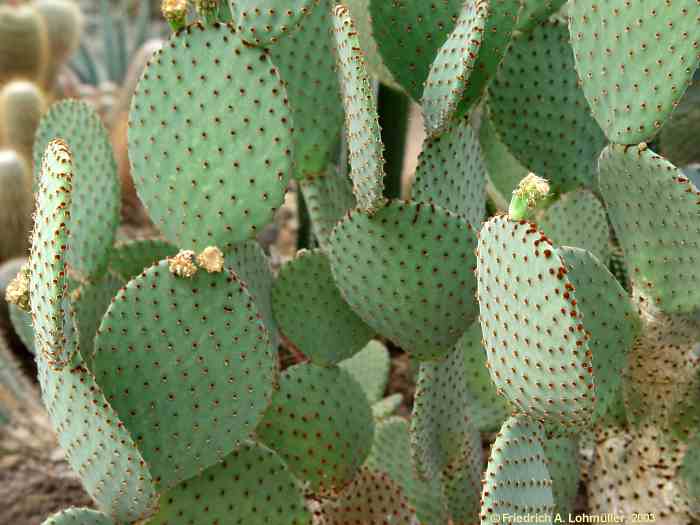 Opuntia rufida, Opuntia lubrica, Opuntia herfeldtii