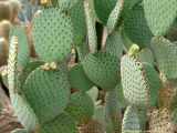 Opuntia rufida