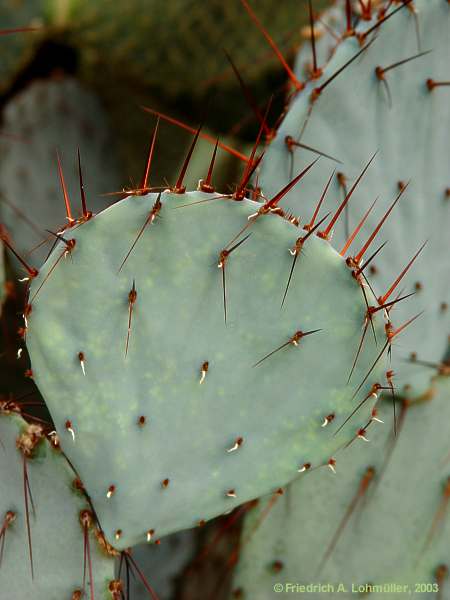 Opuntia species