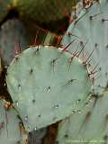 Opuntia