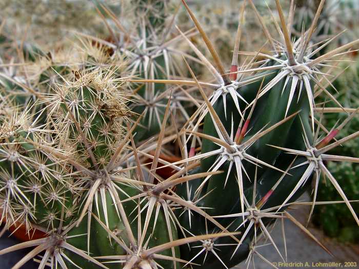 Grusonia invicta = Corynopuntia invicta = Opuntia invicta