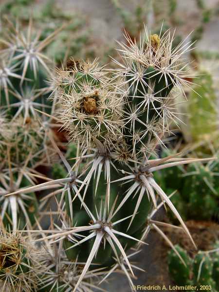 Opuntia species