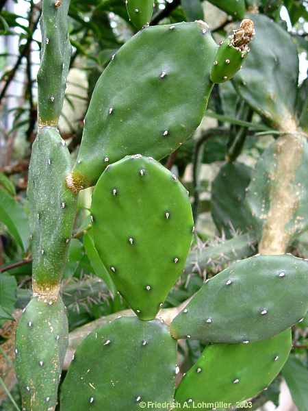 Opuntia paraguayensis, Opuntia bonaerensis