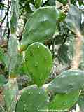 Opuntia paraguayensis