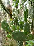 Opuntia paraguayensis