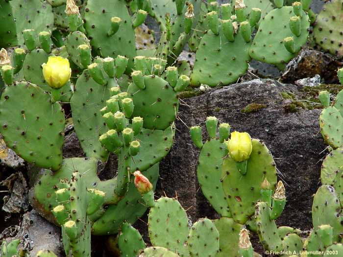 Opuntia compressa