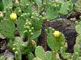 Opuntia compressa