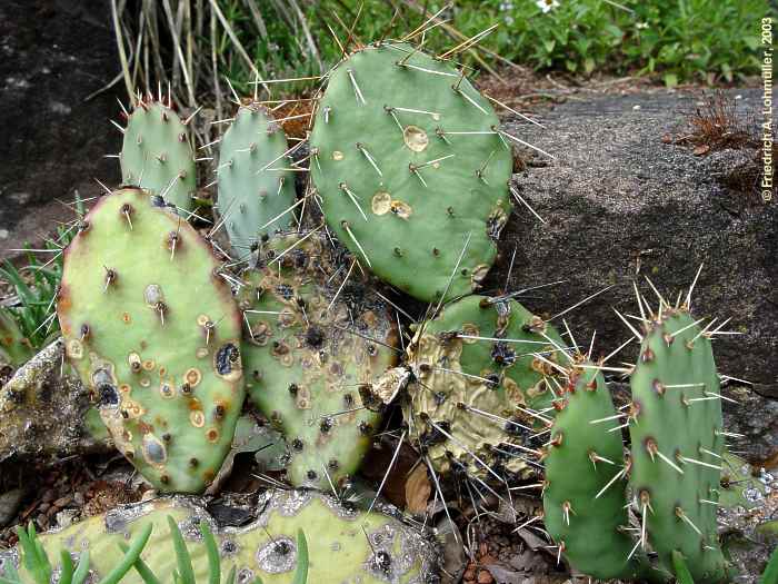 Opuntia macrorhiza