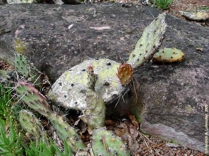 Opuntia macrorhiza