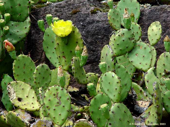 Opuntia compressa