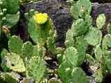 Opuntia compressa