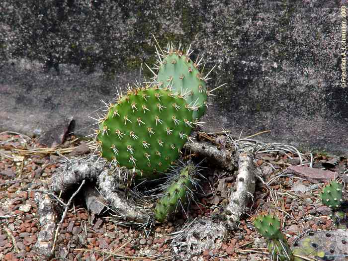 Opuntia howeyi