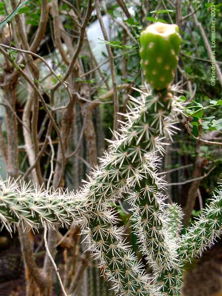 Cylindropuntia spinosior, Opuntia whipplei var. spinosior, Opuntia spinosior