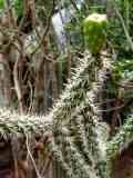 Opuntia spinosior