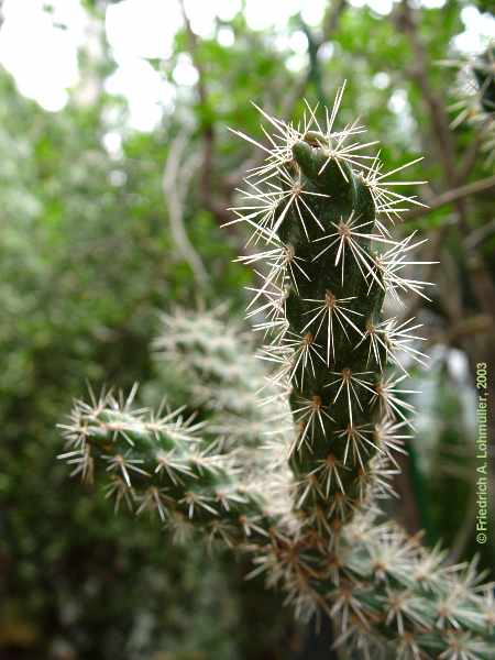 Cylindropuntia spinosior, Opuntia whipplei var. spinosior, Opuntia spinosior