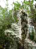 Opuntia spinosior