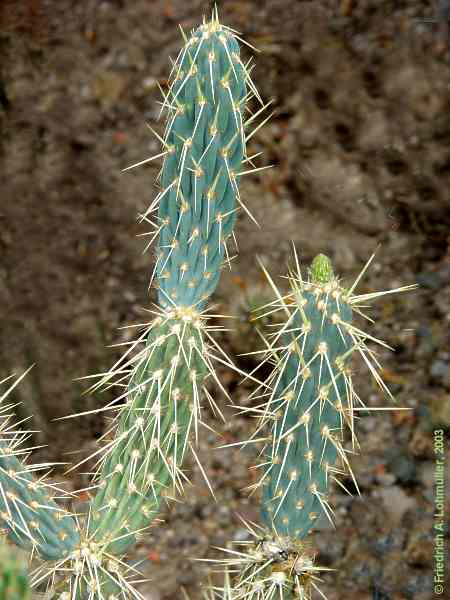 Opuntia species