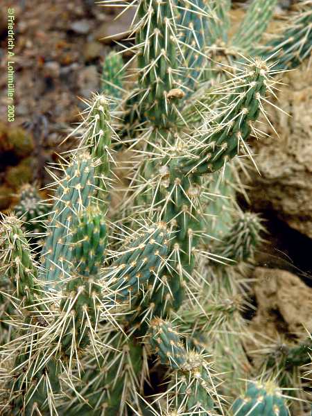 Opuntia species