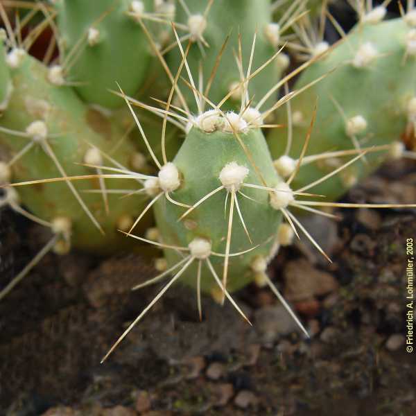 Cumulopuntia boliviana