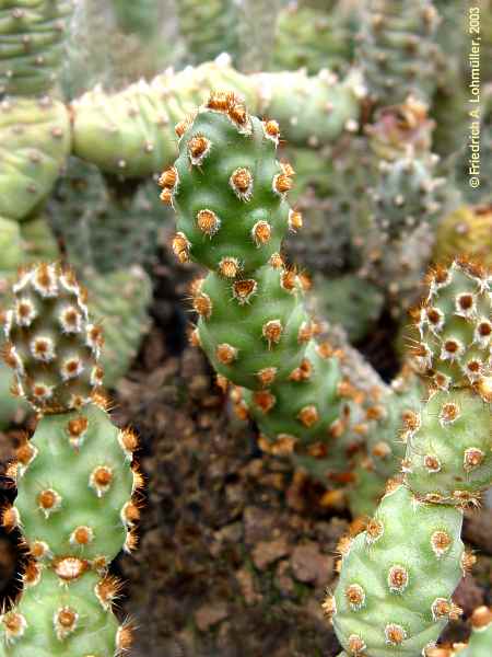 Tephrocactus molinensis, Opuntia molinensis, Maihuenopsis molinensis