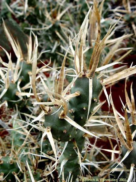 Tephrocactus articulata var. papyracantha, Opuntia papyracantha