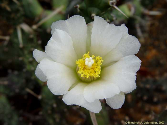 Tephrocactus articulata, Opuntia articulata