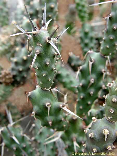 Tephrocactus articulata, Opuntia articulata