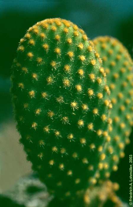 Opuntia microdasys