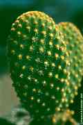 Opuntia microdasys