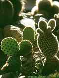 Opuntia microdasys