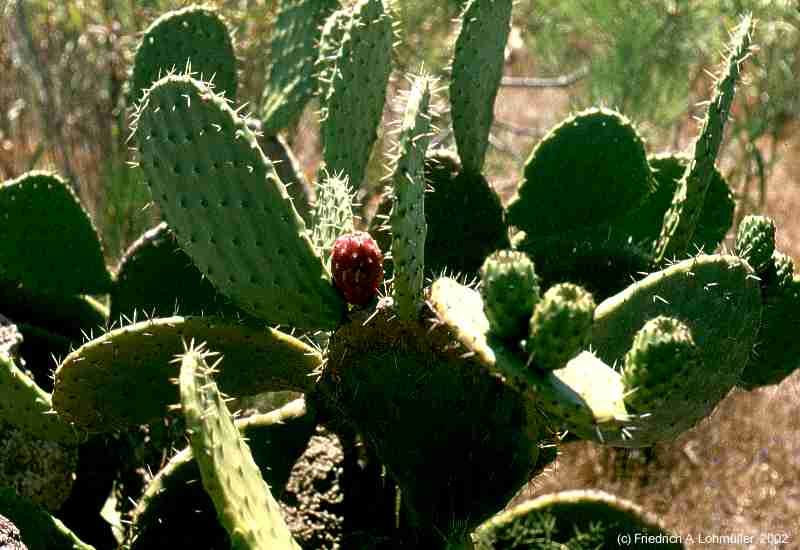 Opuntia ficus-indica (L.) MILL.