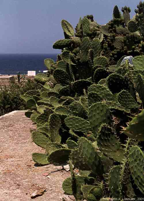 Opuntia ficus-indica (L.) MILL.