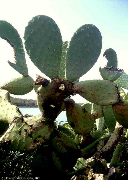 Opuntia ficus-indica (L.) MILL.